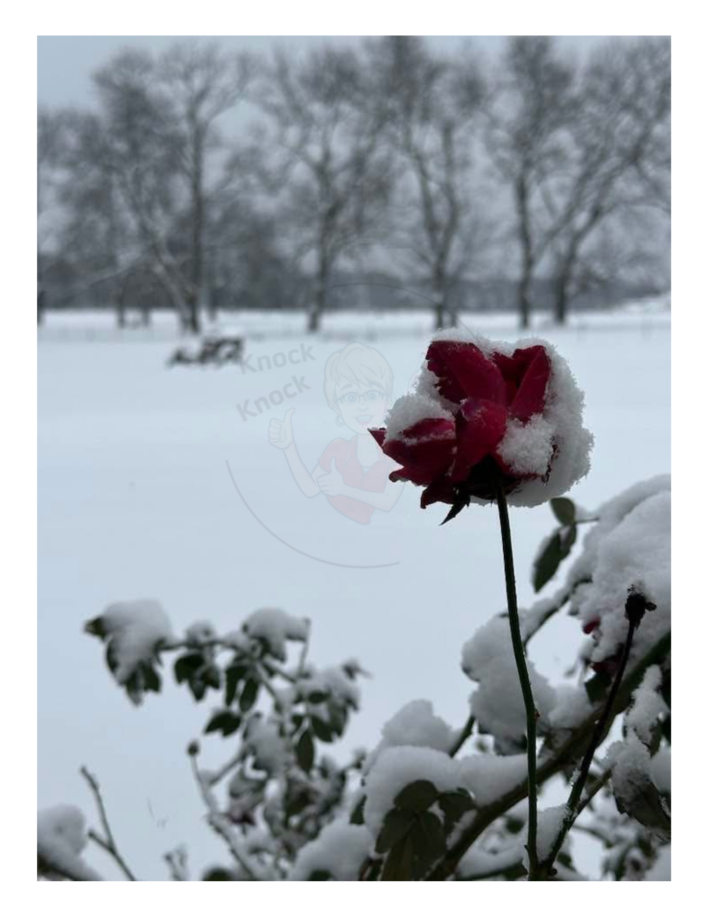 Art Photography Print- 16 x 20- Vertical Individual Print- Landscape #14