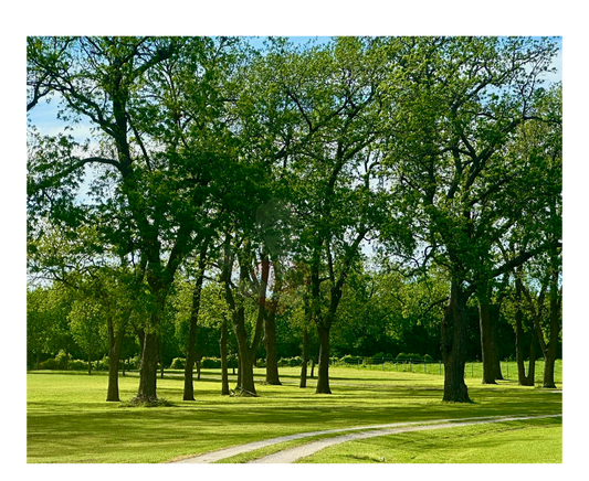 Art Photography Print- 16 x 20- Horizontal Individual Print- Landscape #8