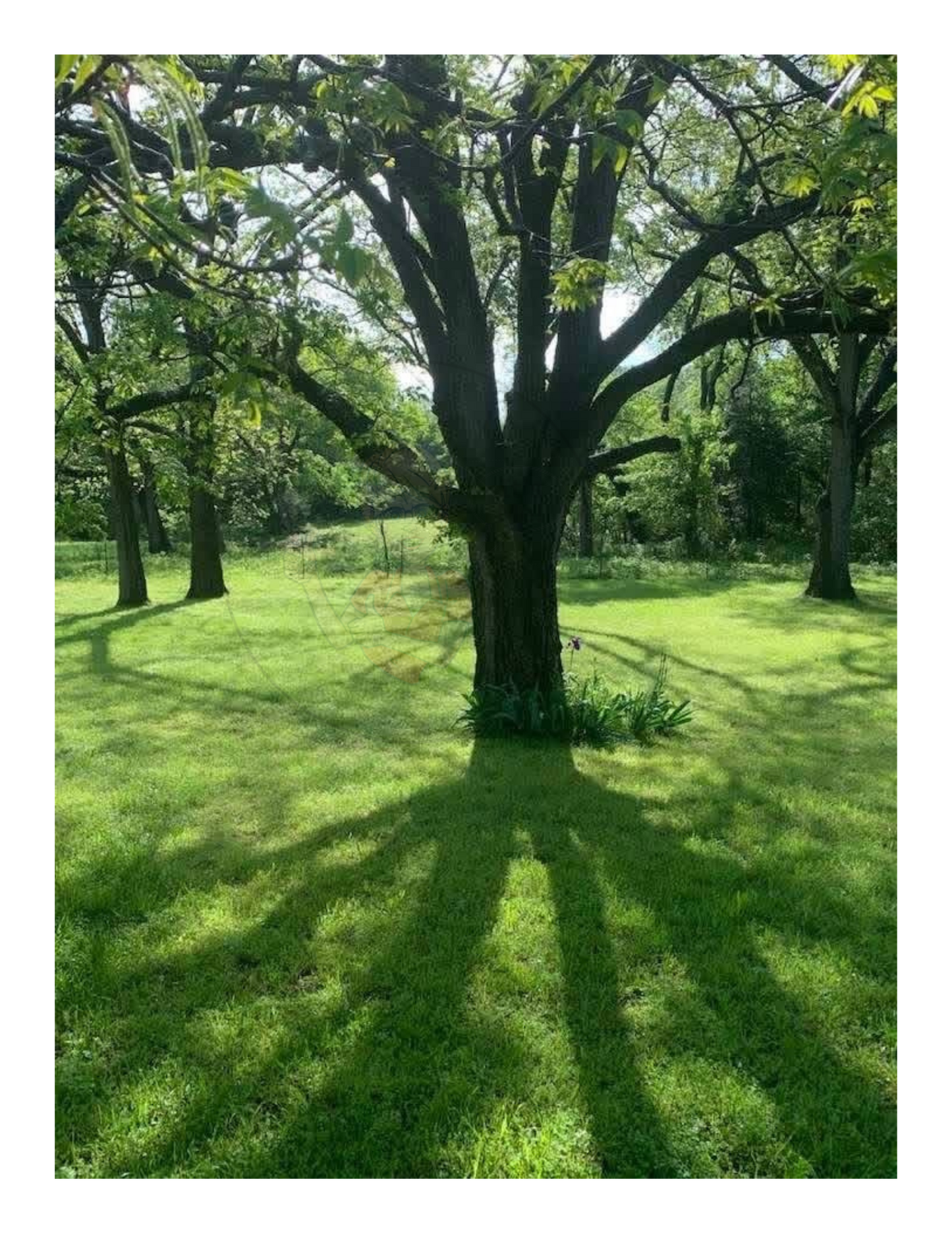 Art Photography Print- 16 x 20- Vertical Individual Print- Landscape #31